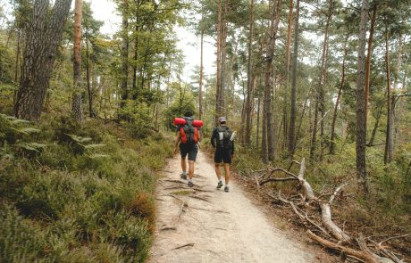 Les forestiers, protecteurs de la forêt… et des promeneurs