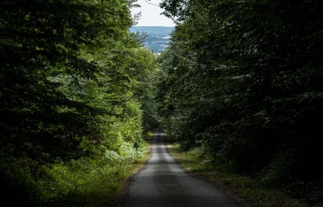 Morcellement des forêts : le réchauffement climatique exige une gestion plus concertée