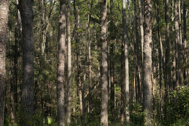 Nuisibles : l’hylobe, un défi de plus pour les forêts françaises