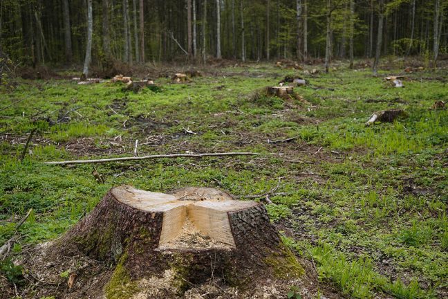 Pologne : la forêt de Bialowieza est-elle en danger ?