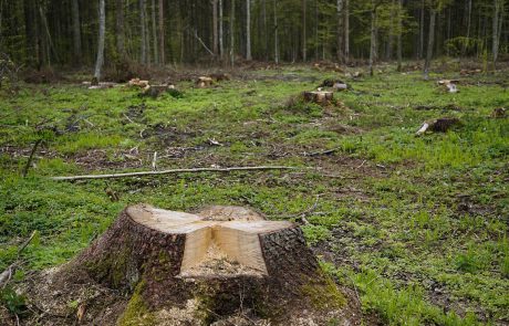 Pologne : la forêt de Bialowieza est-elle en danger ?
