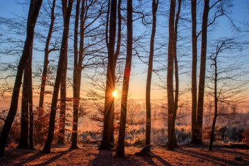 Les forêts européennes impuissantes face au réchauffement climatique