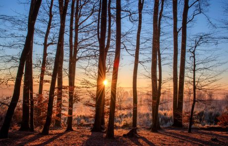 Les forêts européennes impuissantes face au réchauffement climatique