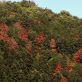 Les écosystèmes des forêts européennes sous pression face au réchauffement climatique