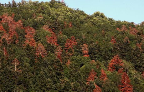 Les écosystèmes des forêts européennes sous pression face au réchauffement climatique