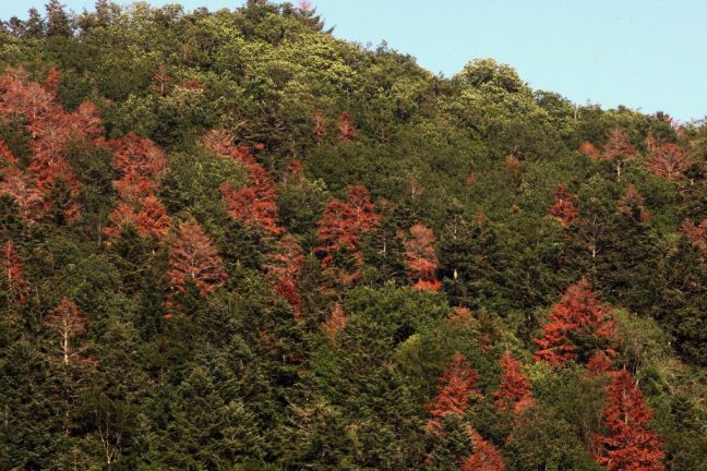 Les écosystèmes des forêts européennes sous pression face au réchauffement climatique