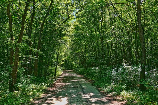 Le 11ème parc national français va voir le jour dans les forêts de Champagne et Bourgogne