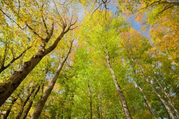 « Si la forêt n’est pas gérée, les bois finissent par mourir, se décomposent et le carbone retourne dans l’atmosphère »