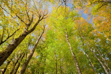 « Si la forêt n’est pas gérée, les bois finissent par mourir, se décomposent et le carbone retourne dans l’atmosphère »