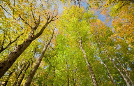 « Si la forêt n’est pas gérée, les bois finissent par mourir, se décomposent et le carbone retourne dans l’atmosphère »