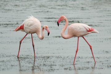 Forte opposition aux lignes à très haute tension traversant la Camargue et les Alpilles