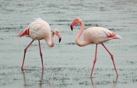 Forte opposition aux lignes à très haute tension traversant la Camargue et les Alpilles