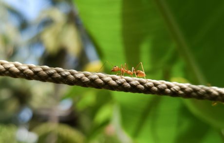 Protéger les forêts, un travail de fourmi ?