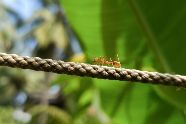 Protéger les forêts, un travail de fourmi ?