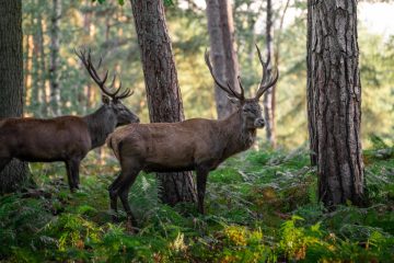 L’excès de gibier, une menace pour les forêts ?