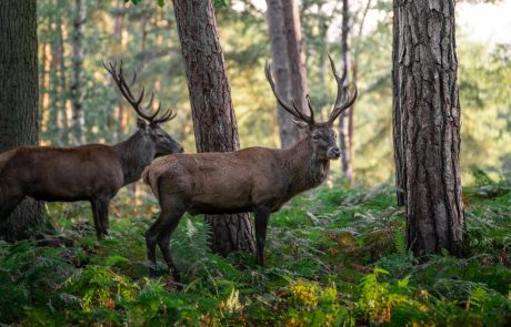 L’excès de gibier, une menace pour les forêts ?