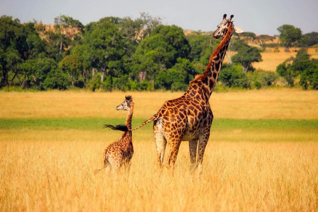 Afrique : les guerres, véritable fléau pour les grands mammifères