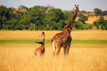 Afrique : les guerres, véritable fléau pour les grands mammifères
