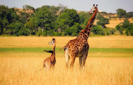 Afrique : les guerres, véritable fléau pour les grands mammifères