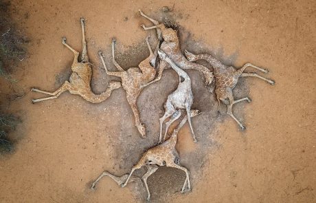 Mort de six girafes : l’horreur de la sécheresse au Kenya capturée en une seule photo