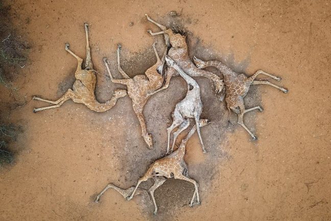 Mort de six girafes : l’horreur de la sécheresse au Kenya capturée en une seule photo