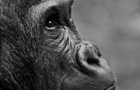 Naissance d’un bébé gorille dans un parc zoologique de la Loire