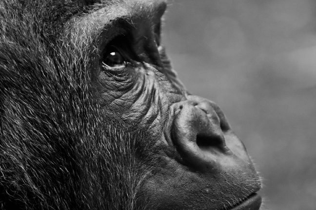 Naissance d’un bébé gorille dans un parc zoologique de la Loire