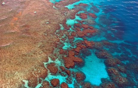 La Grande Barrière de Corail s’adapterait-elle au réchauffement climatique ?