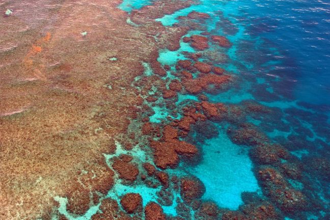 La Grande Barrière de Corail s’adapterait-elle au réchauffement climatique ?