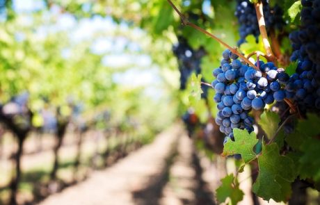 Miser sur l’agriculture biologique : un pari gagnant pour la planète et la santé