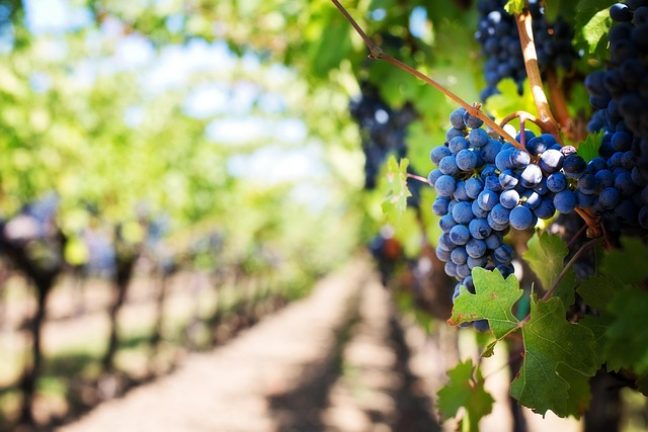 Miser sur l’agriculture biologique : un pari gagnant pour la planète et la santé