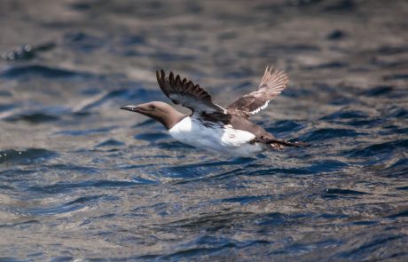 Une étrange hécatombe frappe les guillemots de la mer du Nord