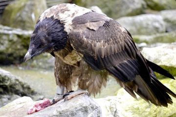 Lozère : des gypaètes barbus réintroduits dans la nature dans les Cévennes