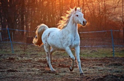 L’homme et le cheval, une alliance millénaire qui continue de fasciner