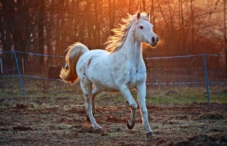 L’homme et le cheval, une alliance millénaire qui continue de fasciner