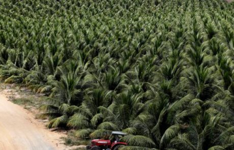 Les industries de la noix de coco et de l’huile de palme en désaccord sur leur impact environnemental