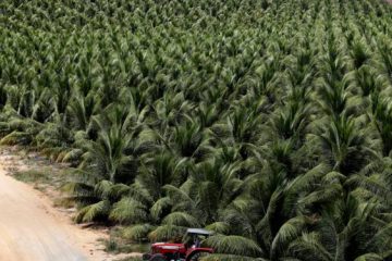 Les industries de la noix de coco et de l’huile de palme en désaccord sur leur impact environnemental