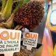 Une entreprise malaisienne lance le premier marché en ligne d’huile de palme durable