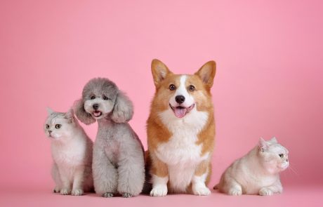Chiens, chats : leur empreinte carbone est-elle vraiment un problème ?
