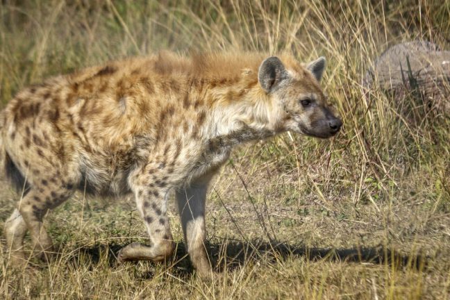 Un hyène tachetée, animal supposément disparu, aperçu au Gabon