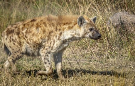 Un hyène tachetée, animal supposément disparu, aperçu au Gabon