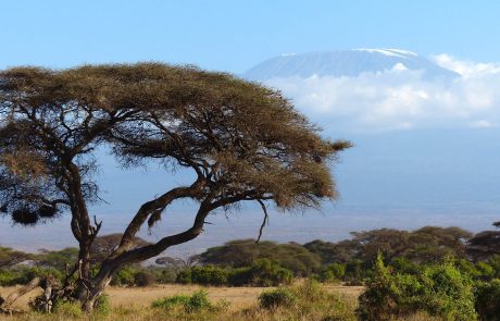 Kenya : des braconniers abattent la seule girafe blanche femelle connue