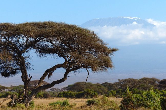 Kenya : des braconniers abattent la seule girafe blanche femelle connue