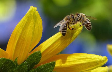 Deux nouveaux pesticides dangereux pour les abeilles interdits en France