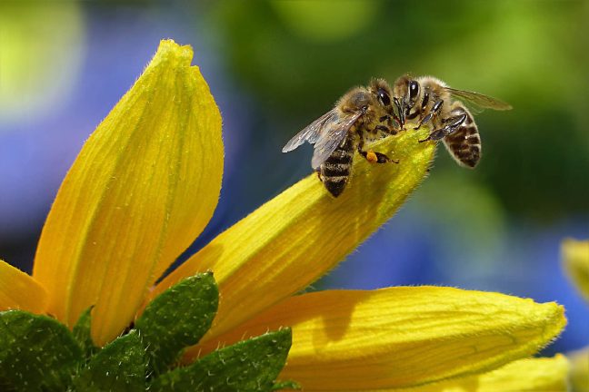 Deux nouveaux pesticides dangereux pour les abeilles interdits en France