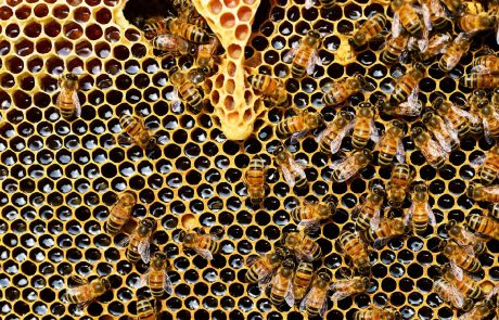La souffrance des abeilles face aux températures extrêmes de l’été 2019