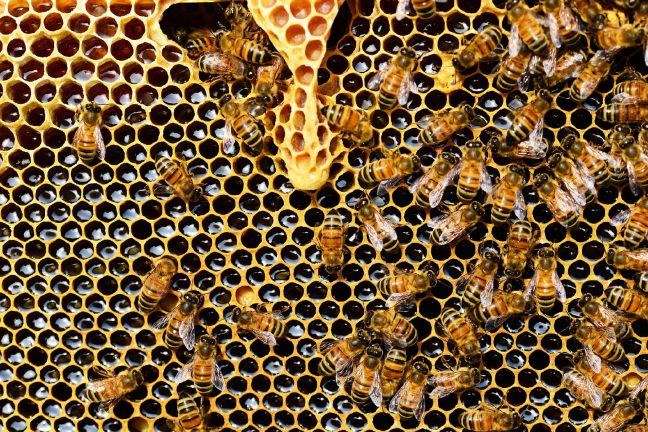 La souffrance des abeilles face aux températures extrêmes de l’été 2019