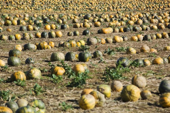 L’agriculture biologique a le vent en poupe dans l’Europe des 28