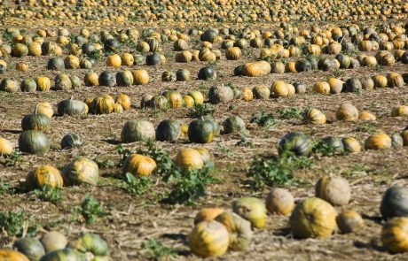 L’agriculture biologique a le vent en poupe dans l’Europe des 28