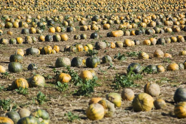 L’agriculture biologique a le vent en poupe dans l’Europe des 28